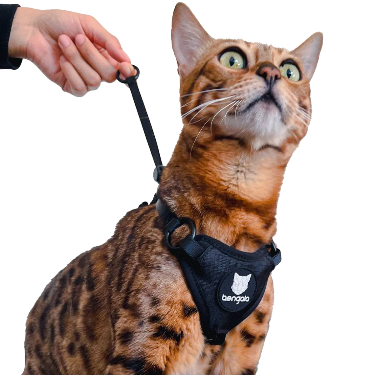 Arnés Antiescape para Gatos BENGALA®
