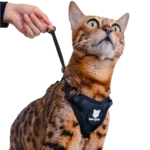 Arnés Antiescape para Gatos BENGALA® 0